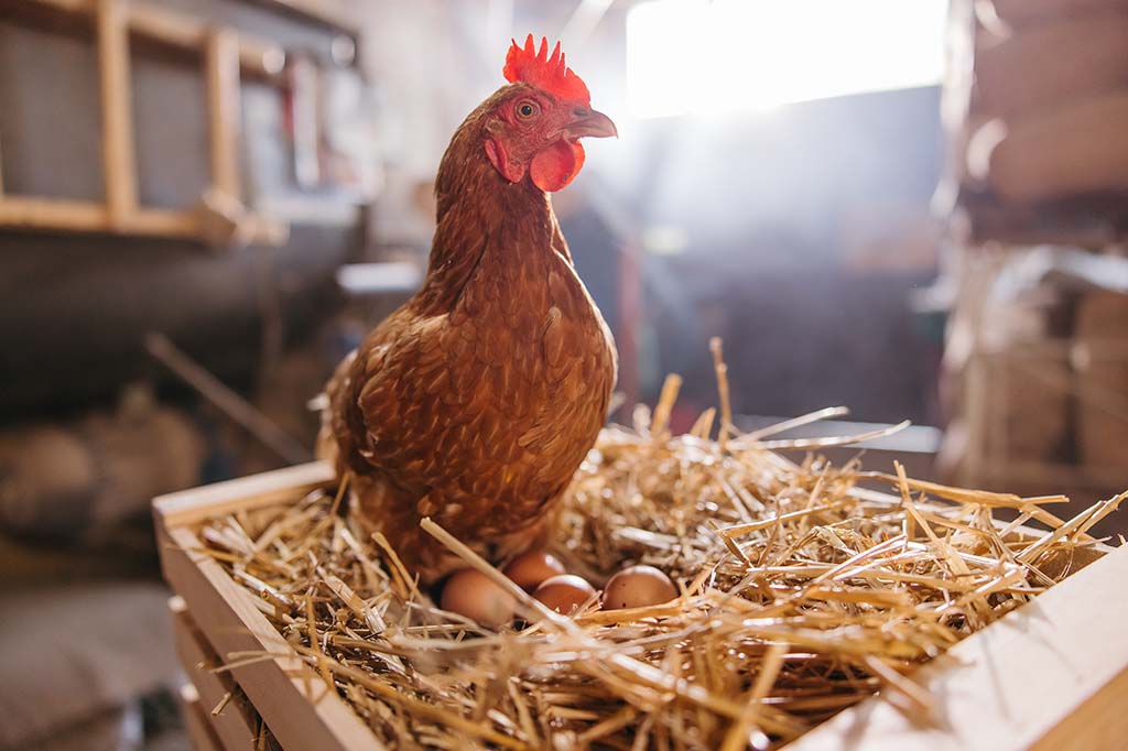 Summer Chicken Care